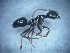  ( - MM17A257c1)  @11 [ ] Copyright (2021) Mattia Menchetti, Institute of Evolutionary Biology Institut de Biologia Evolutiva (CSIC-UPF), Butterfly Diversity and Evolution Lab
