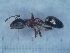  ( - MM17A261a1)  @11 [ ] Copyright (2021) Mattia Menchetti, Institute of Evolutionary Biology Institut de Biologia Evolutiva (CSIC-UPF), Butterfly Diversity and Evolution Lab
