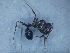  ( - MM18A049f1)  @11 [ ] Copyright (2021) Mattia Menchetti, Institute of Evolutionary Biology Institut de Biologia Evolutiva (CSIC-UPF), Butterfly Diversity and Evolution Lab