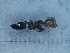  ( - MM18A203b1)  @11 [ ] Copyright (2021) Mattia Menchetti, Institute of Evolutionary Biology Institut de Biologia Evolutiva (CSIC-UPF), Butterfly Diversity and Evolution Lab