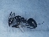  (Camponotus foreli - MM19A142a1)  @11 [ ] Copyright (2021) Mattia Menchetti, Institute of Evolutionary Biology Institut de Biologia Evolutiva (CSIC-UPF), Butterfly Diversity and Evolution Lab