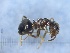  ( - MM19A205b1)  @11 [ ] Copyright (2021) Mattia Menchetti, Institute of Evolutionary Biology Institut de Biologia Evolutiva (CSIC-UPF), Butterfly Diversity and Evolution Lab