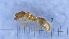  (Solenopsis orbula - MM19A218a1)  @11 [ ] CC BY-NC-SA 3.0 (2022) Mattia Menchetti, Institute of Evolutionary Biology Institut de Biologia Evolutiva (CSIC-UPF), Butterfly Diversity and Evolution Lab