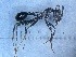  ( - MM19A223d1)  @11 [ ] Copyright (2021) Mattia Menchetti, Institute of Evolutionary Biology Institut de Biologia Evolutiva (CSIC-UPF), Butterfly Diversity and Evolution Lab