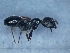  ( - MM19A368a1)  @11 [ ] Copyright (2021) Mattia Menchetti, Institute of Evolutionary Biology Institut de Biologia Evolutiva (CSIC-UPF), Butterfly Diversity and Evolution Lab