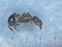  ( - MM20A016b1)  @11 [ ] Copyright (1997) Mattia Menchetti, Institute of Evolutionary Biology Institut de Biologia Evolutiva (CSIC-UPF), Butterfly Diversity and Evolution Lab