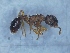  ( - MM20A023g1)  @11 [ ] Copyright (2003) Mattia Menchetti, Institute of Evolutionary Biology Institut de Biologia Evolutiva (CSIC-UPF), Butterfly Diversity and Evolution Lab