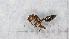  ( - MM20B568a1)  @11 [ ] CC BY-NC-SA 3.0 (2022) Mattia Menchetti, Institute of Evolutionary Biology Institut de Biologia Evolutiva (CSIC-UPF), Butterfly Diversity and Evolution Lab