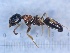  ( - MM20C010b1)  @11 [ ] Copyright (2021) Mattia Menchetti, Institute of Evolutionary Biology Institut de Biologia Evolutiva (CSIC-UPF), Butterfly Diversity and Evolution Lab