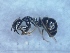  ( - MM20C014b1)  @11 [ ] Copyright (2021) Mattia Menchetti, Institute of Evolutionary Biology Institut de Biologia Evolutiva (CSIC-UPF), Butterfly Diversity and Evolution Lab