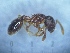  (Myrmecina sicula - MM20C038a1)  @11 [ ] Copyright (2021) Mattia Menchetti, Institute of Evolutionary Biology Institut de Biologia Evolutiva (CSIC-UPF), Butterfly Diversity and Evolution Lab