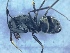  ( - MM20C042b1)  @11 [ ] Copyright (2021) Mattia Menchetti, Institute of Evolutionary Biology Institut de Biologia Evolutiva (CSIC-UPF), Butterfly Diversity and Evolution Lab