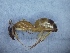  ( - MM20C136a1)  @11 [ ] Copyright (2021) Mattia Menchetti, Institute of Evolutionary Biology Institut de Biologia Evolutiva (CSIC-UPF), Butterfly Diversity and Evolution Lab
