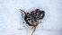  ( - MM20C170a2)  @11 [ ] CC BY-NC-SA 3.0 (2022) Mattia Menchetti, Institute of Evolutionary Biology Institut de Biologia Evolutiva (CSIC-UPF), Butterfly Diversity and Evolution Lab