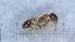  ( - MM21A095d1)  @11 [ ] CC BY-NC-SA 3.0 (2022) Mattia Menchetti, Institute of Evolutionary Biology Institut de Biologia Evolutiva (CSIC-UPF), Butterfly Diversity and Evolution Lab