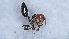  ( - MM21A164b1)  @11 [ ] CC BY-NC-SA 3.0 (2022) Mattia Menchetti, Institute of Evolutionary Biology Institut de Biologia Evolutiva (CSIC-UPF), Butterfly Diversity and Evolution Lab