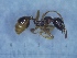 ( - MM21B036a1)  @11 [ ] Copyright (2021) Mattia Menchetti, Institute of Evolutionary Biology Institut de Biologia Evolutiva (CSIC-UPF), Butterfly Diversity and Evolution Lab