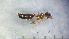  ( - MM21B193b1)  @11 [ ] CC BY-NC-SA 3.0 (2022) Mattia Menchetti, Institute of Evolutionary Biology Institut de Biologia Evolutiva (CSIC-UPF), Butterfly Diversity and Evolution Lab