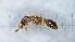  ( - MM21B656b1)  @11 [ ] CC BY-NC-SA 3.0 (2022) Mattia Menchetti, Institute of Evolutionary Biology Institut de Biologia Evolutiva (CSIC-UPF), Butterfly Diversity and Evolution Lab