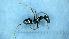  ( - MM21B942b1)  @11 [ ] CC BY-NC-SA 3.0 (2022) Mattia Menchetti, Institute of Evolutionary Biology Institut de Biologia Evolutiva (CSIC-UPF), Butterfly Diversity and Evolution Lab