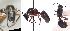  (Camponotus cf. ionius - MM21C596a1)  @11 [ ] CC BY-NC-SA 3.25 (2022) Mattia Menchetti, Institute of Evolutionary Biology Institut de Biologia Evolutiva (CSIC-UPF), Butterfly Diversity and Evolution Lab