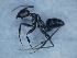  (Camponotus amaurus - MM21D017a1)  @11 [ ] CC BY-NC-SA 3.0 (2022) Mattia Menchetti, Institute of Evolutionary Biology Institut de Biologia Evolutiva (CSIC-UPF), Butterfly Diversity and Evolution Lab