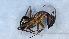  ( - MM21D075a1)  @11 [ ] CC BY-NC-SA 3.0 (2022) Mattia Menchetti, Institute of Evolutionary Biology Institut de Biologia Evolutiva (CSIC-UPF), Butterfly Diversity and Evolution Lab