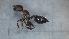  (Crematogaster cf. laestrygon - MM21D123a1)  @11 [ ] CC BY-NC-SA 3.0 (2022) Mattia Menchetti, Institute of Evolutionary Biology Institut de Biologia Evolutiva (CSIC-UPF), Butterfly Diversity and Evolution Lab