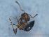  (Crematogaster lorteti - MM21D366b1)  @11 [ ] CC BY-NC-SA 3.0 (2022) Mattia Menchetti, Institute of Evolutionary Biology Institut de Biologia Evolutiva (CSIC-UPF), Butterfly Diversity and Evolution Lab
