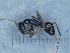  (Proformica chelmosensis - MM21D440a1)  @11 [ ] CC BY-NC-SA 3.0 (2022) Mattia Menchetti, Institute of Evolutionary Biology Institut de Biologia Evolutiva (CSIC-UPF), Butterfly Diversity and Evolution Lab