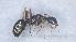  (Camponotus cf. aethiops - MM21E692a1)  @11 [ ] CC BY-NC-SA 3.0 (2022) Mattia Menchetti, Institute of Evolutionary Biology Institut de Biologia Evolutiva (CSIC-UPF), Butterfly Diversity and Evolution Lab