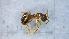  ( - MM21F455a1)  @11 [ ] CC BY-NC-SA 3.0 (2022) Mattia Menchetti, Institute of Evolutionary Biology Institut de Biologia Evolutiva (CSIC-UPF), Butterfly Diversity and Evolution Lab