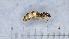  ( - MM21F462a1)  @11 [ ] CC BY-NC-SA 3.0 (2022) Mattia Menchetti, Institute of Evolutionary Biology Institut de Biologia Evolutiva (CSIC-UPF), Butterfly Diversity and Evolution Lab