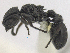  (Procryptocerus hylaeus - MACN-bar-ins-ct 06410)  @13 [ ] Copyright (2016) MACN Museo Argentino de Ciencias Naturales "Bernardino Rivadavia"