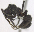  (Ectatomma brunneum - MACN-bar-ins-ct 06446)  @13 [ ] Copyright (2016) MACN Museo Argentino de Ciencias Naturales "Bernardino Rivadavia"
