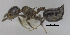  (Crematogaster curvispinosa - MACN-bar-ins-ct 06461)  @13 [ ] Copyright (2016) MACN Museo Argentino de Ciencias Naturales "Bernardino Rivadavia"