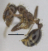  (Solenopsis richteri - MACN-bar-ins-ct 06467)  @14 [ ] Copyright (2016) MACN Museo Argentino de Ciencias Naturales "Bernardino Rivadavia"