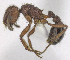  (Pogonomyrmex naegelii - MACN-bar-ins-ct 06469)  @14 [ ] Copyright (2016) MACN Museo Argentino de Ciencias Naturales "Bernardino Rivadavia"