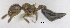  ( - MACN-bar-ins-ct 06475)  @11 [ ] Copyright (2016) MACN Museo Argentino de Ciencias Naturales "Bernardino Rivadavia"