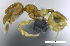  ( - MACN-Bar-Ins-ct 07102)  @11 [ ] Copyright (2016) MACN Museo Argentino de Ciencias Naturales "Bernardino Rivadavia"