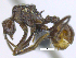  (Acromyrmex lundi - MACN-Bar-Ins-ct 07126)  @13 [ ] Copyright (2016) MACN Museo Argentino de Ciencias Naturales "Bernardino Rivadavia"
