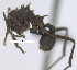  (Acromyrmex heyeri - MACN-Bar-Ins-ct 07210)  @13 [ ] Copyright (2016) MACN Museo Argentino de Ciencias Naturales "Bernardino Rivadavia"
