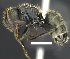  (Camponotus crassus - MACN-Bar-Ins-ct 07382)  @15 [ ] Copyright (2016) MACN Museo Argentino de Ciencias Naturales "Bernardino Rivadavia"