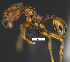  (Pheidole dinophila - MACN-Bar-Ins-ct 07404)  @11 [ ] Copyright (2016) MACN Museo Argentino de Ciencias Naturales "Bernardino Rivadavia"