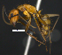  (Camponotus fuscocinctus - MACN-Bar-Ins-ct 07426)  @15 [ ] Copyright (2016) MACN Museo Argentino de Ciencias Naturales "Bernardino Rivadavia"