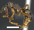  ( - MACN-Bar-Ins-ct 07438)  @13 [ ] Copyright (2016) MACN Museo Argentino de Ciencias Naturales "Bernardino Rivadavia"