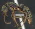  ( - MACN-Bar-Ins-ct 07439)  @13 [ ] Copyright (2016) MACN Museo Argentino de Ciencias Naturales "Bernardino Rivadavia"