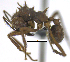 (Acromyrmex subterraneus - MACN-bar-ins-07523)  @13 [ ] Copyright (2016) MACN Museo Argentino de Ciencias Naturales "Bernardino Rivadavia"
