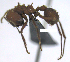  ( - MACN-Bar-Ins-ct 07578)  @11 [ ] Copyright (2017) MACN Museo Argentino de Ciencias Naturales "Bernardino Rivadavia"