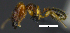  ( - MACN-Bar-Ins-ct 07595)  @13 [ ] Copyright (2017) MACN Museo Argentino de Ciencias Naturales "Bernardino Rivadavia"